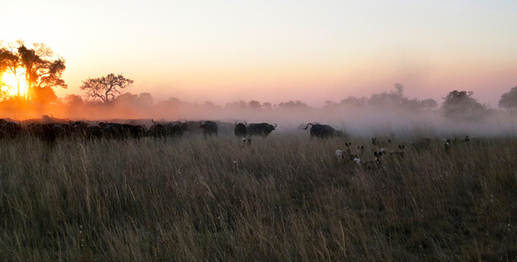 African wild dogs hunting buffalo at sunset