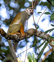 Squirrel monkey