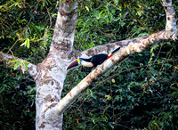 White-throated toucan