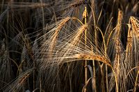 Barley
