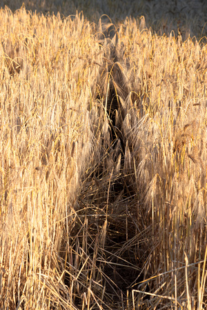 Barley
