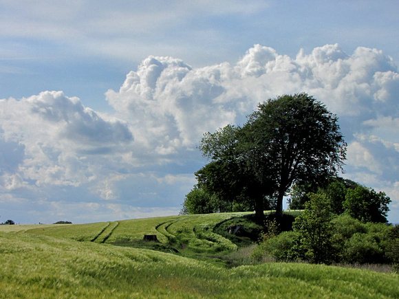 Fresh fields at Old Montrose
